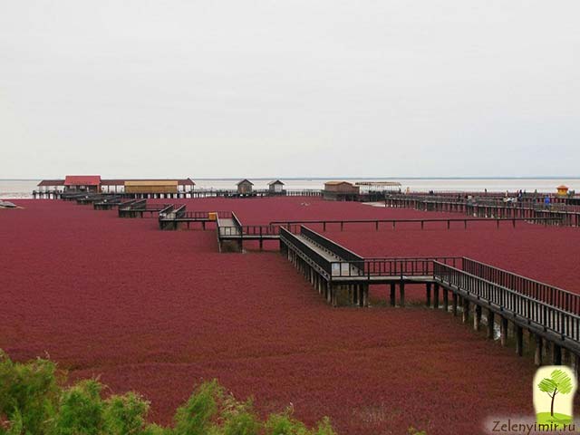Красный пляж в Паньцзине, Китай — самый красочный пляж в мире - 12