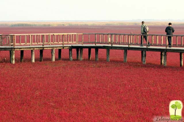 Красный пляж в Паньцзине, Китай — самый красочный пляж в мире - 13