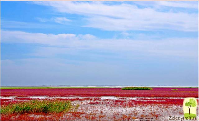 Красный пляж в Паньцзине, Китай — самый красочный пляж в мире - 14