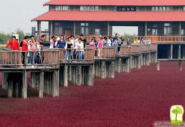 Красный пляж в Паньцзине, Китай — самый красочный пляж в мире - 15