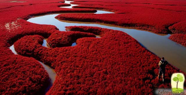 Красный пляж в Паньцзине, Китай — самый красочный пляж в мире - 16