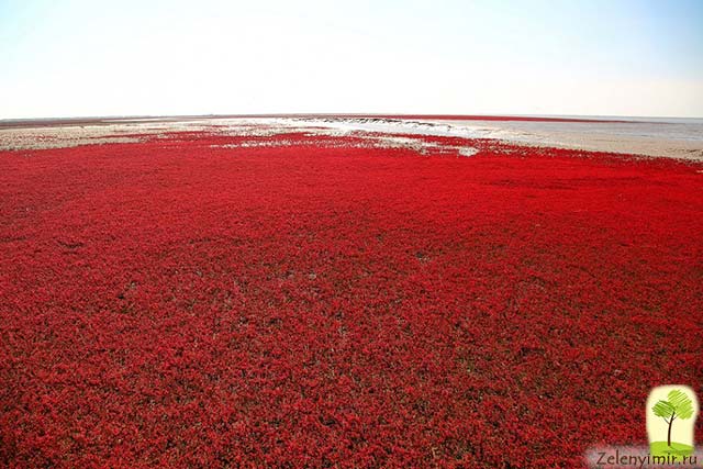 Красный пляж в Паньцзине, Китай — самый красочный пляж в мире - 18