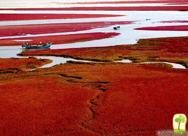 Красный пляж в Паньцзине, Китай — самый красочный пляж в мире - 2