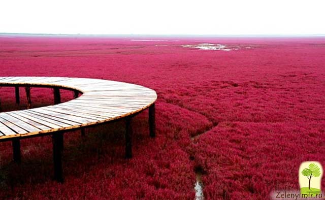 Красный пляж в Паньцзине, Китай — самый красочный пляж в мире - 3