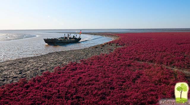 Красный пляж в Паньцзине, Китай — самый красочный пляж в мире - 4