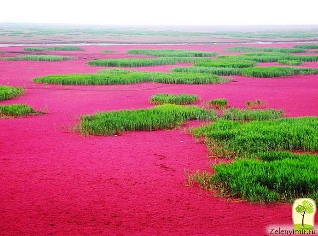 Красный пляж в Паньцзине, Китай — самый красочный пляж в мире - 6