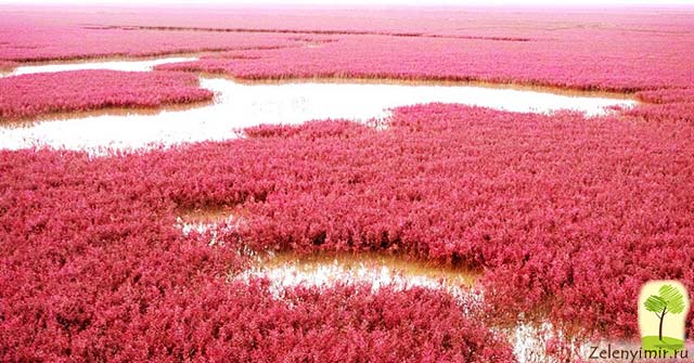 Красный пляж в Паньцзине, Китай — самый красочный пляж в мире - 8
