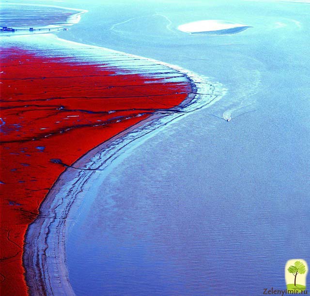 Красный пляж в Паньцзине, Китай — самый красочный пляж в мире - 9