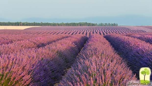 Красочные лавандовые поля Прованса во Франции - 6