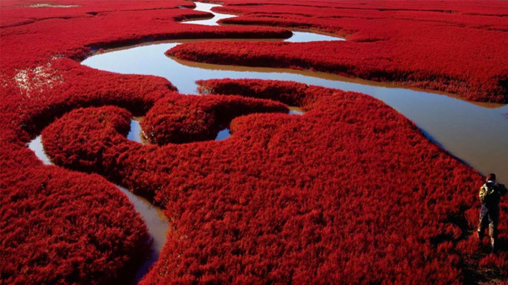 Красный пляж в Паньцзине