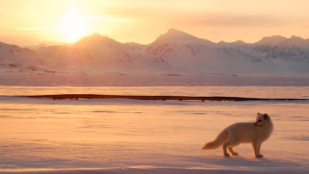 большой арктический заповедник животный мир