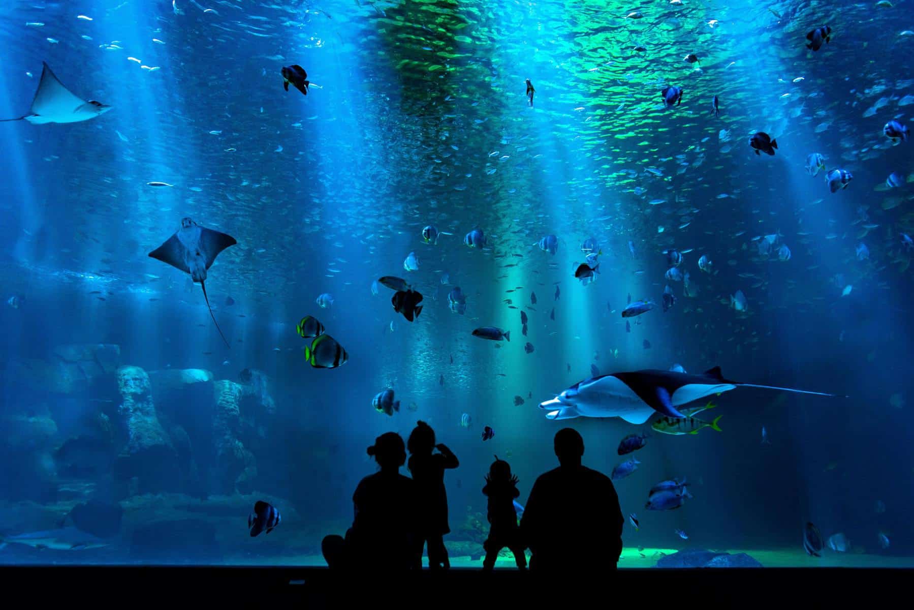 Крупнейшие аквариумы