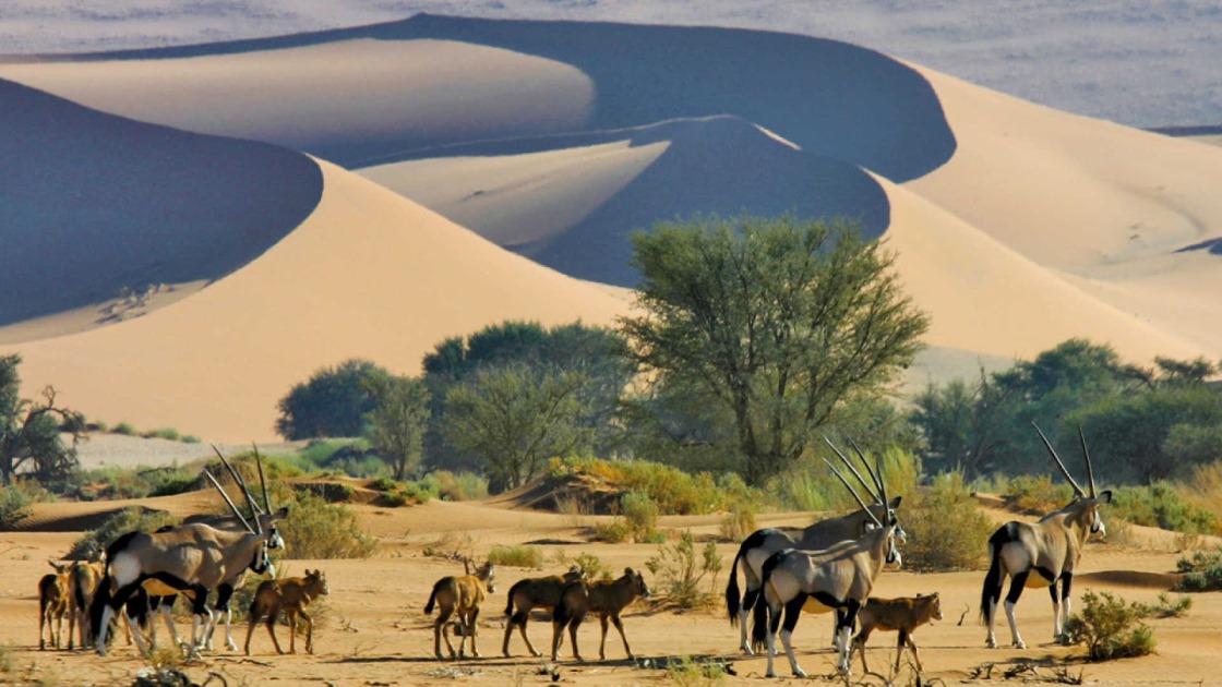 Намибия пустыня
