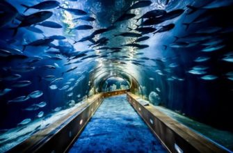 15 самых больших аквариумов в мире в 2023 году